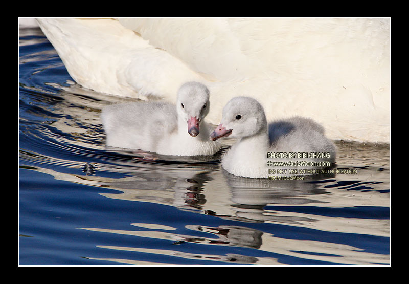 Swan Cygnets