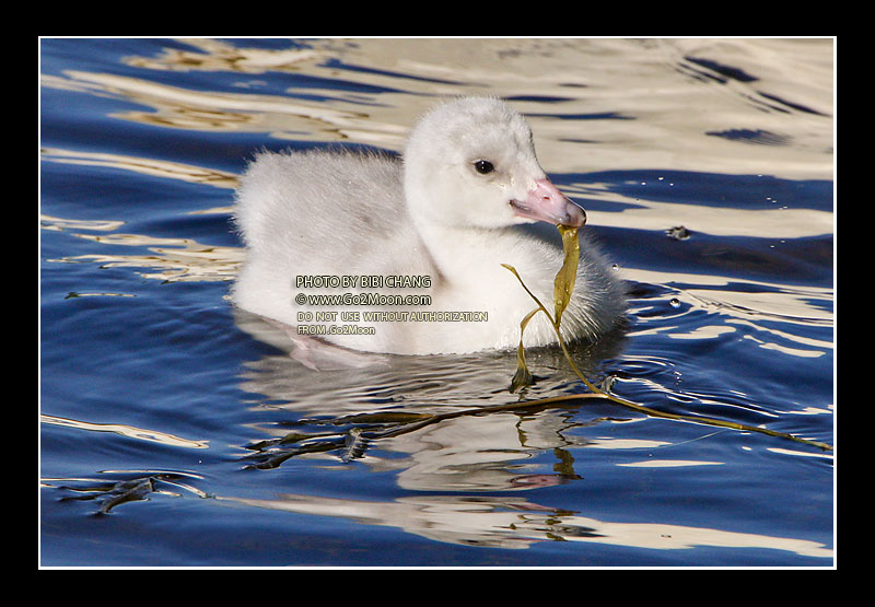Trumpeter Swan Cygnet