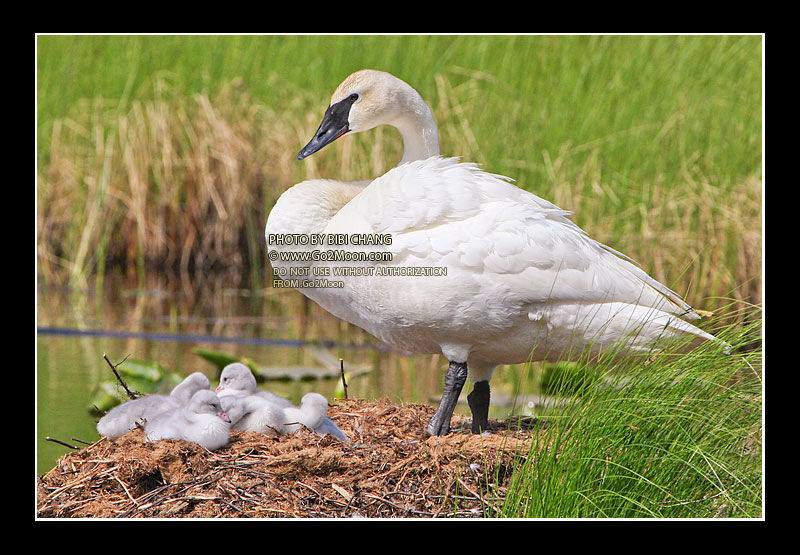 Trumpeter Swan with Cygnets