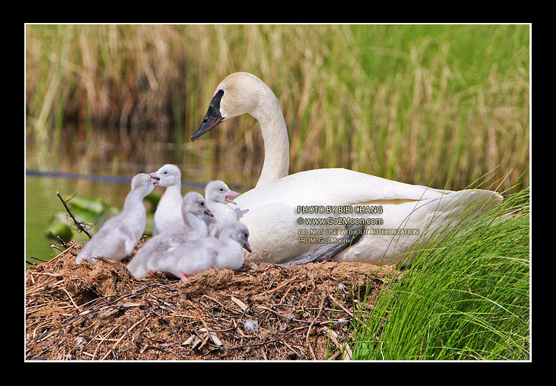 Swan Cygnets