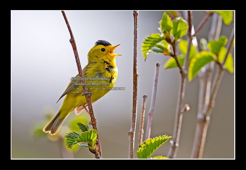 Wilson's Warbler
