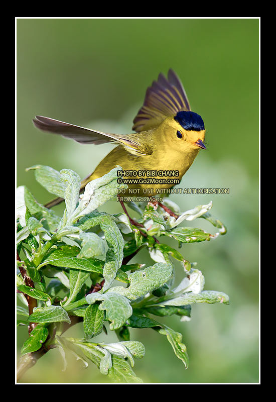 Male Wilson's Warbler