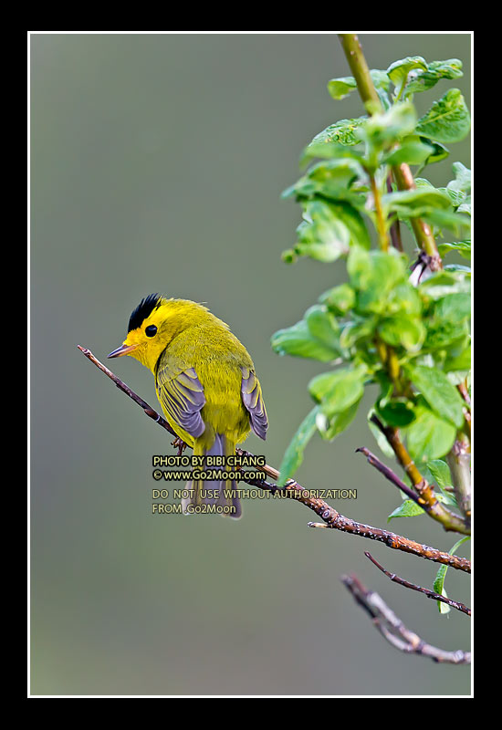 Wilson's Warbler on a Branch