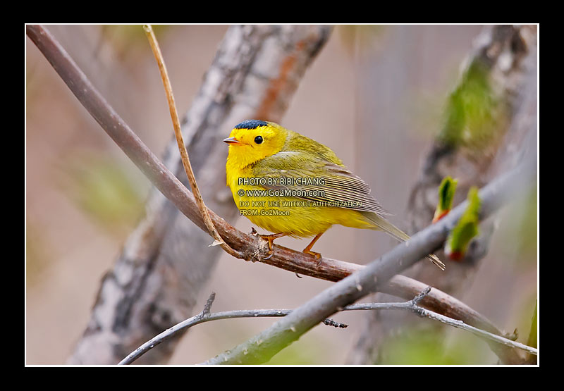 Wilson's Warbler