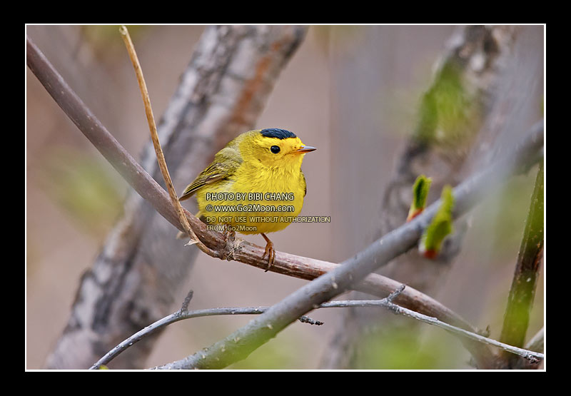 Wilson's Warbler