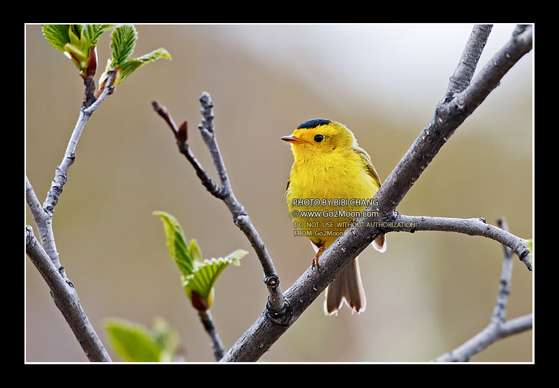 Wilson's Warbler in Summer
