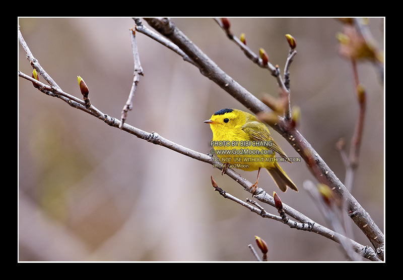Wilson's Warbler