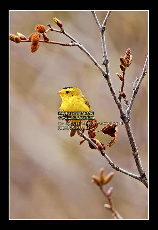 Wilson's Warbler
