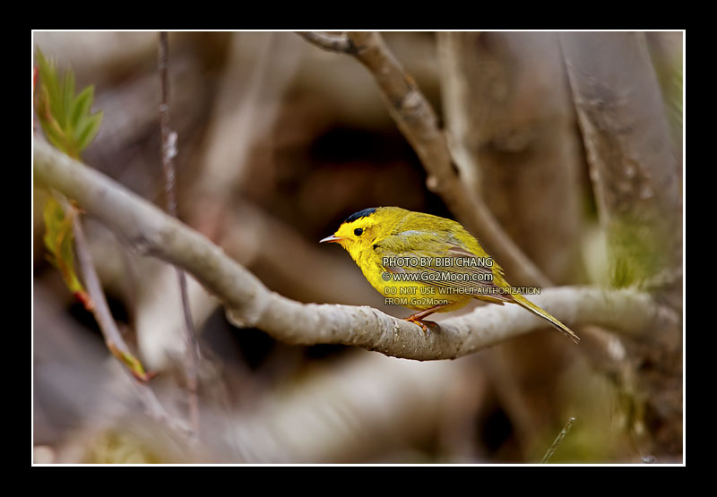 Wilson's Warbler