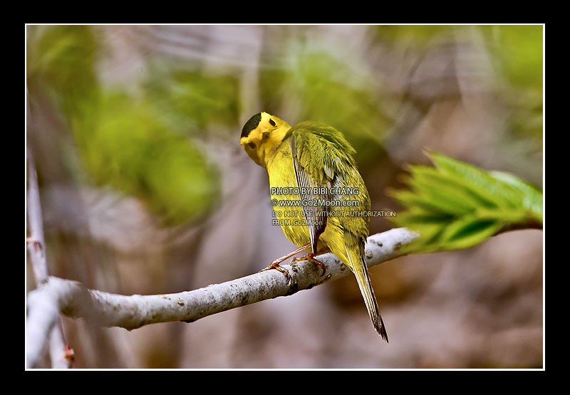 Wilson's Warbler