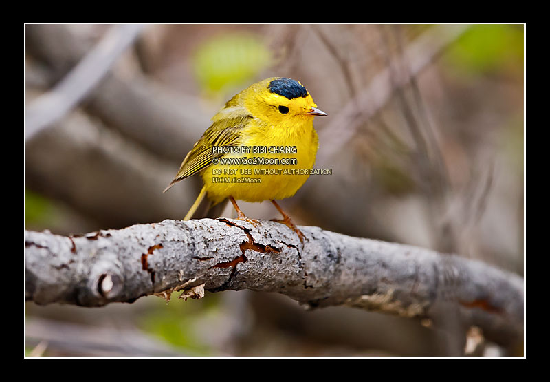 Wilson's Warbler