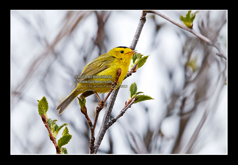 Wilson's Warbler