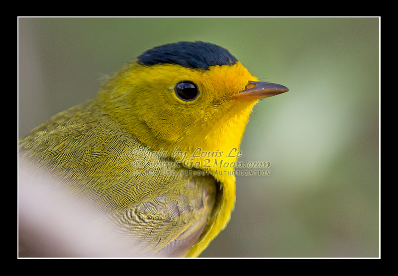 Wilson's Warbler Feather Detail