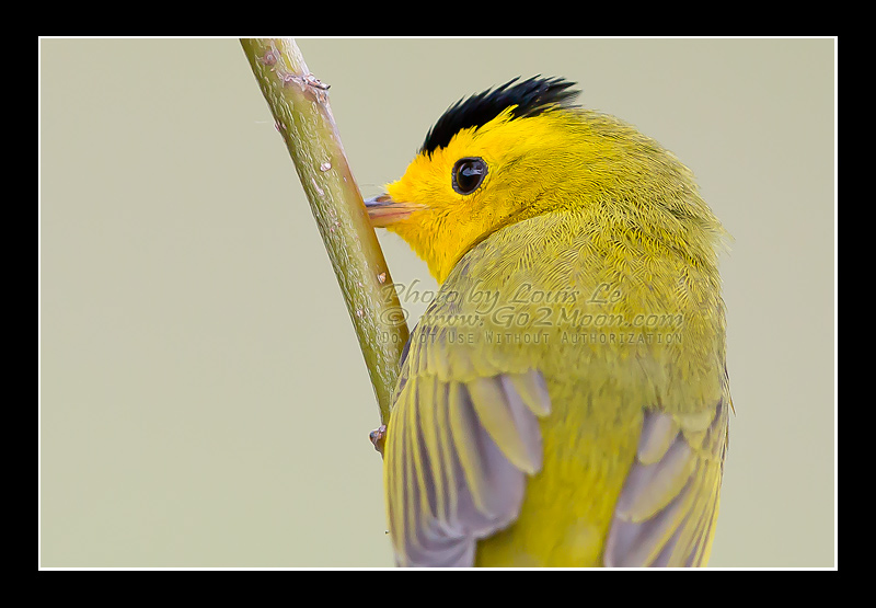Wilson's Warbler Feather Detail