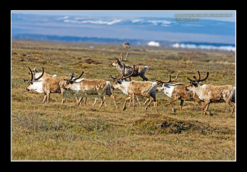 Caribou Herd
