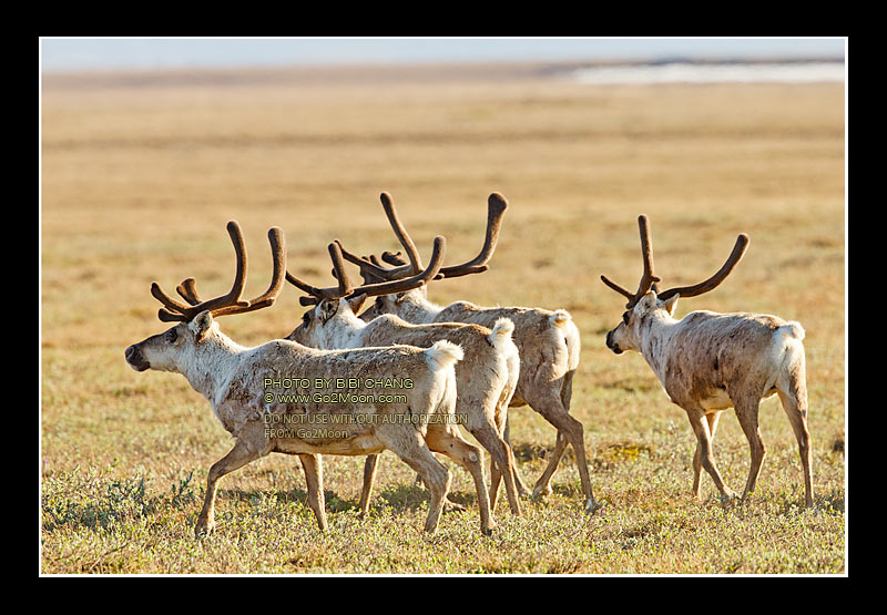 Caribou Picture
