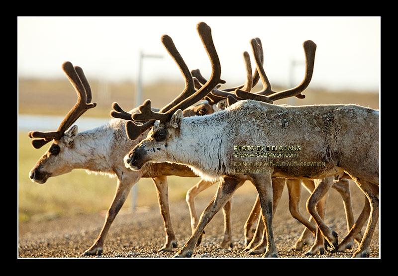 Caribou Herd