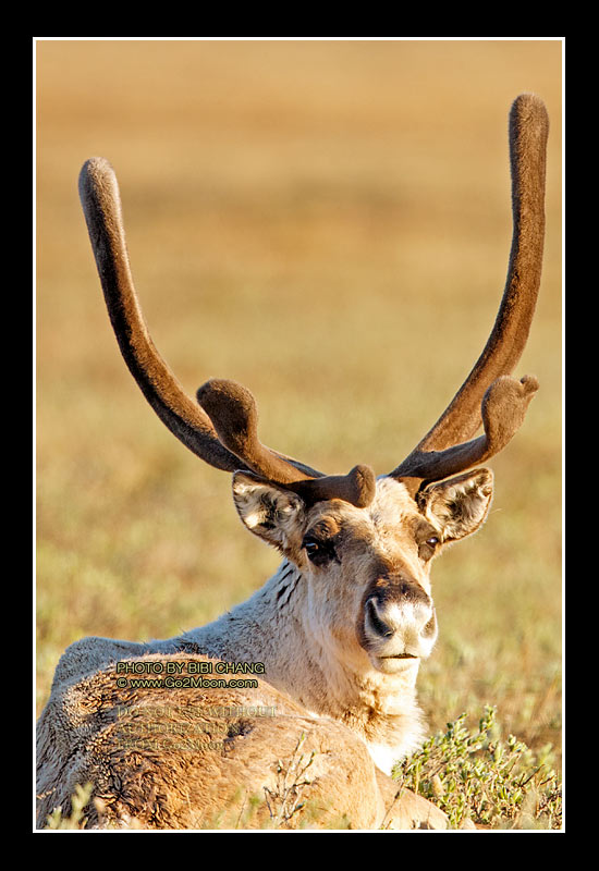 Caribou Velvet Antler