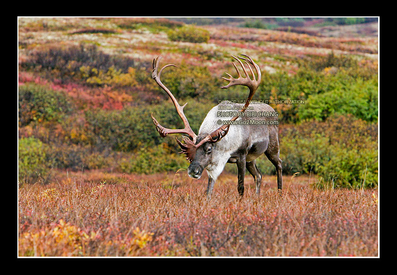 Caribou Photo Location