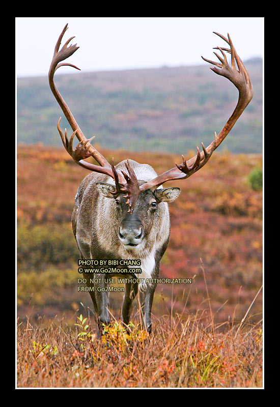 Caribou Denali