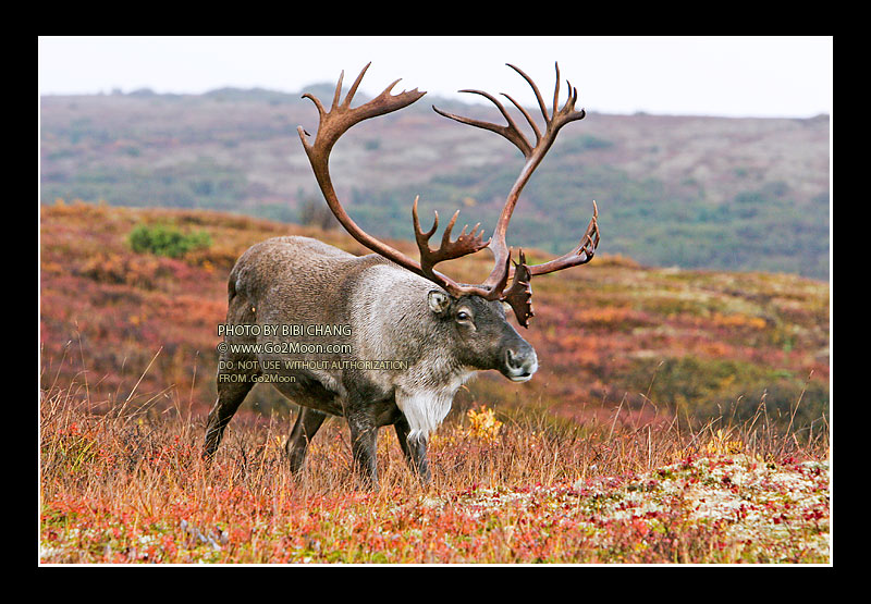 Where to See Caribou