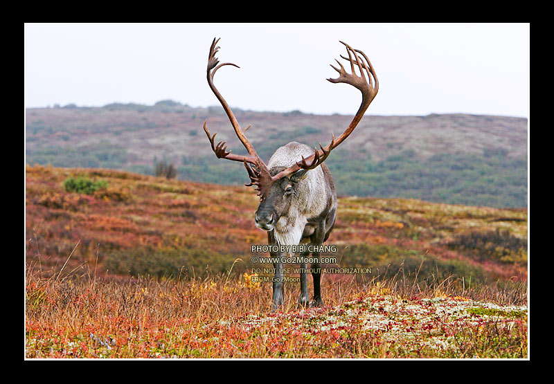 Alaska Caribou Picture