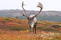 Alaska Caribou Picture