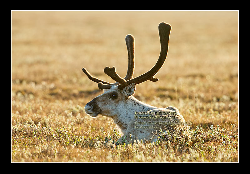 Caribou in Spring