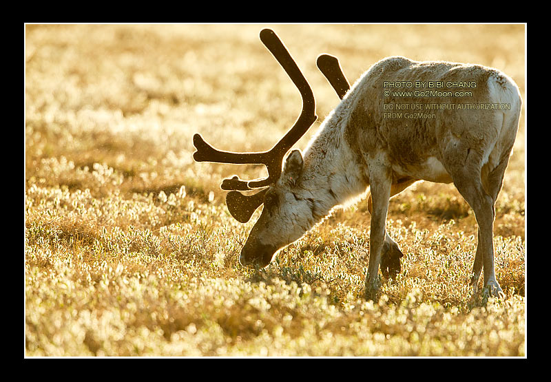 Caribou Velvet Antlers