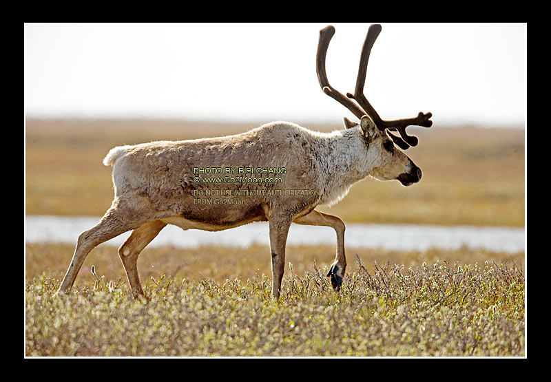 Caribou in Spring