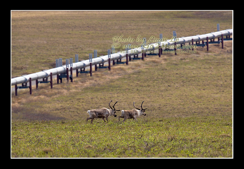 Caribou Along Pipeline