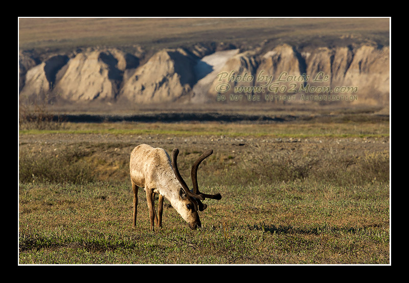 Caribou in Spring