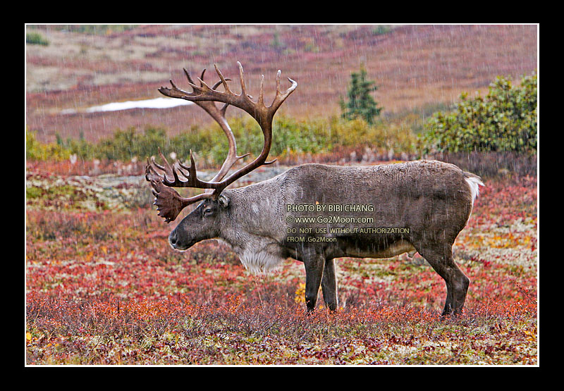 Male Caribou