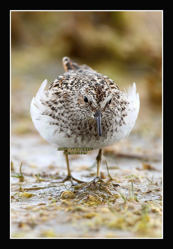 Least Sandpiper