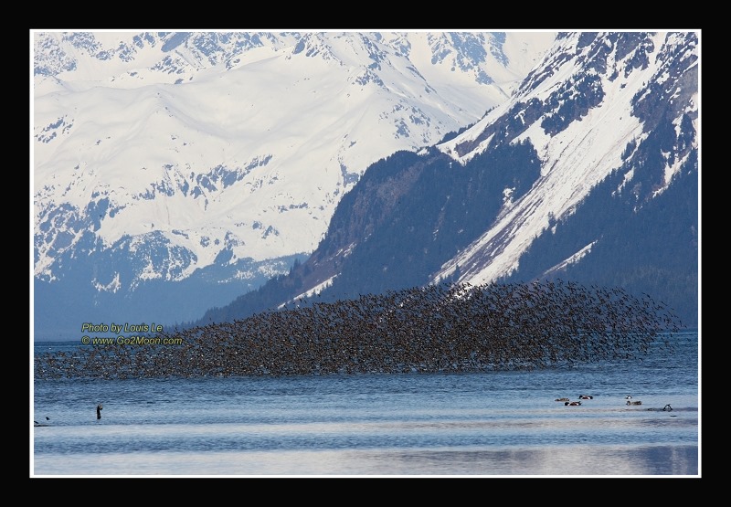 Sandpiper Flock