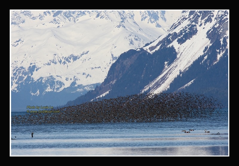 Sandpiper Flock