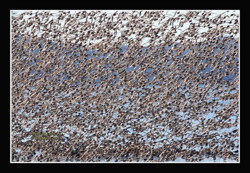 Sandpiper Migration