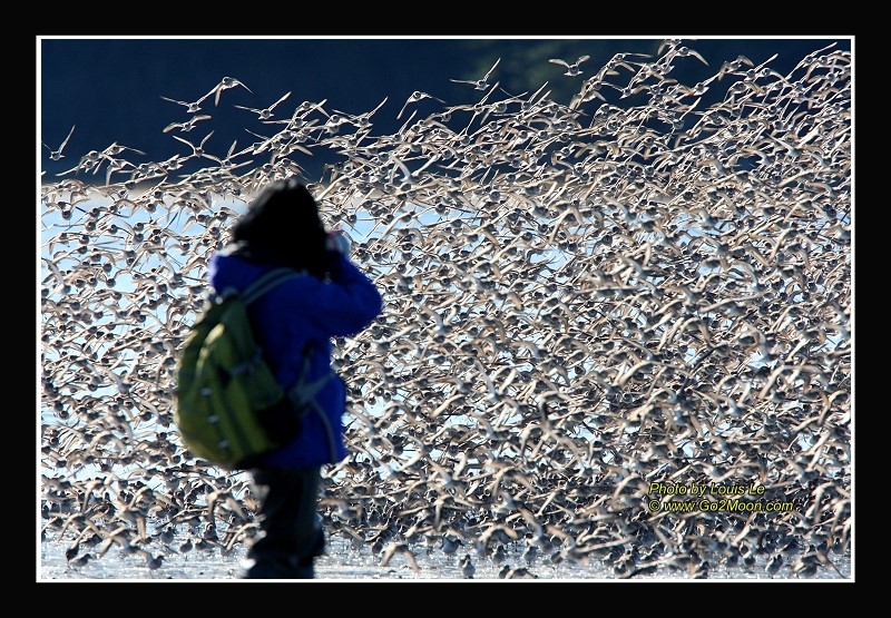 Cordova Bird Festival