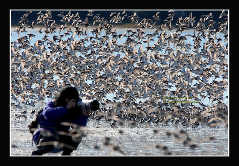 Cordova Shorebird Festival