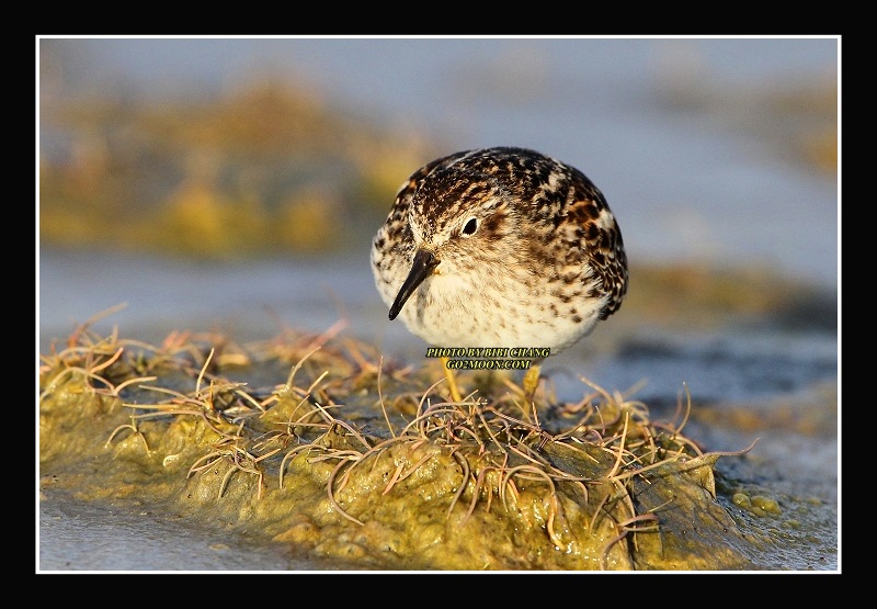 Least Sandpiper Copper River Delta