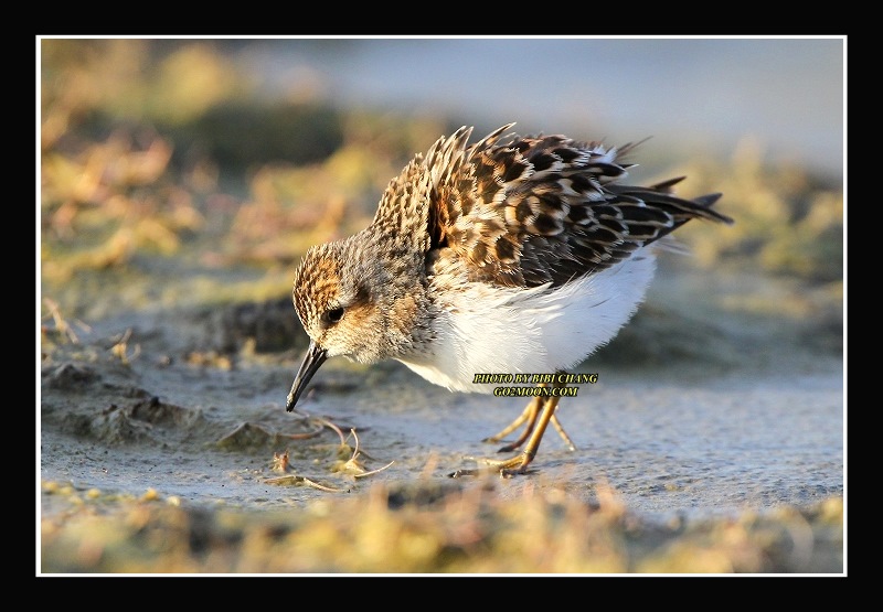 Least Sandpiper