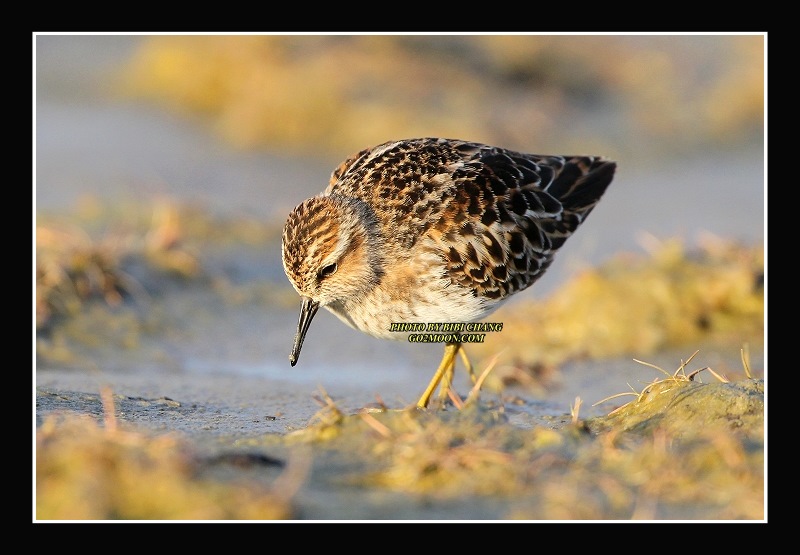 Least Sandpiper Feeding