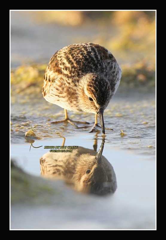 Least Sandpiper