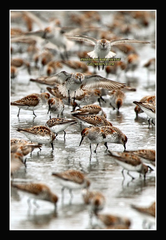 Western Sandpipers