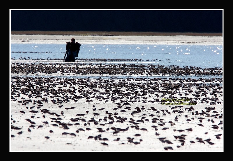 Shorebird Festival Photo