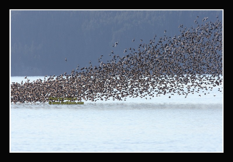 Sandpiper Take Off