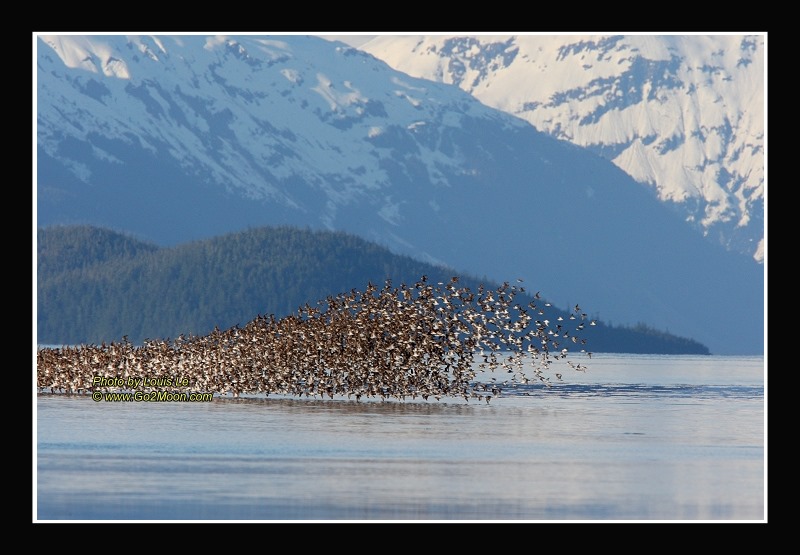 Sandpiper Flock