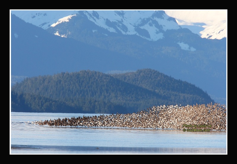 Sandpiper Flock