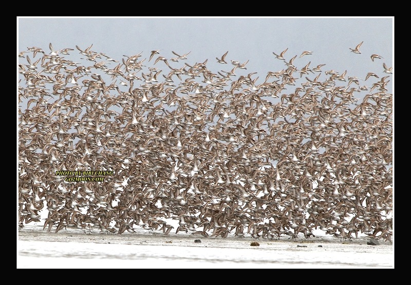 Sandpiper Take Off