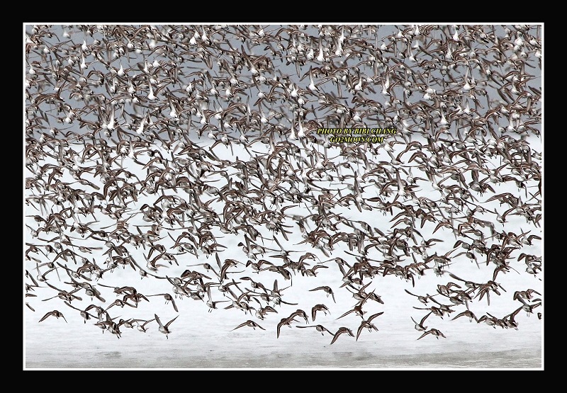 Sandpiper Take Off